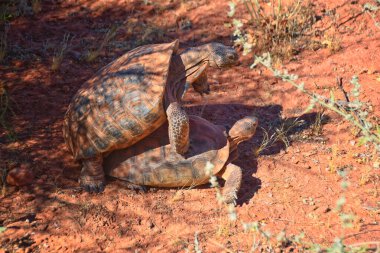 Çiftleşen Mojave Çöl Kaplumbağası, Gopherus Agassizii, çiftleşme ritüeli kabuğu Kızıl Kayalıklar Çölünde daireler çizerek St George Güney Utah.