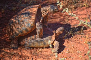 Çiftleşen Mojave Çöl Kaplumbağası, Gopherus Agassizii, çiftleşme ritüeli kabuğu Kızıl Kayalıklar Çölünde daireler çizerek St George Güney Utah.