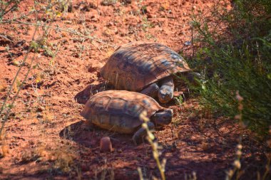 Çiftleşen Mojave Çöl Kaplumbağası, Gopherus Agassizii, çiftleşme ritüeli kabuğu Kızıl Kayalıklar Çölünde daireler çizerek St George Güney Utah.