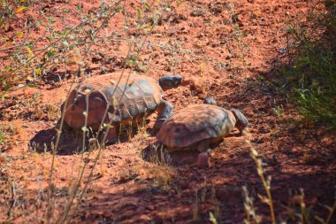 Çiftleşen Mojave Çöl Kaplumbağası, Gopherus Agassizii, çiftleşme ritüeli kabuğu Kızıl Kayalıklar Çölünde daireler çizerek St George Güney Utah.