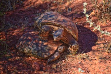 Mating Mojave Desert Tortoise, Gopherus Agassizii, mating ritual shell butting circling in the Red Cliffs Desert Reserve St George Southern Utah. clipart