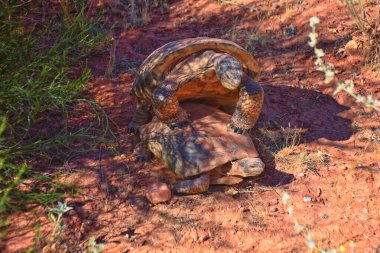 Mating Mojave Desert Tortoise, Gopherus Agassizii, mating ritual shell butting circling in the Red Cliffs Desert Reserve St George Southern Utah. clipart