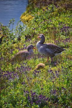 Parents and babies by river in Thingvellir National Park ingvellir, historic site, Iceland, east of Reykjavk clipart