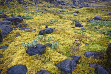 İzlanda 'nın güney kıyısında Reynisfjara yakınlarında İzlanda, İskandinavya, Avrupa' da Vic yakınlarında siyah volkanik kumsal manzarası