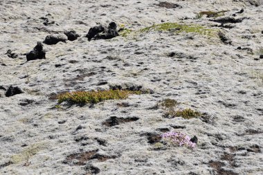 Güney İzlanda 'da okyanus manzarası, lav kayaları beyaz Lichens ve Moss ile kaplı Fagradalsfall Volcano, İskandinavya, Avrupa