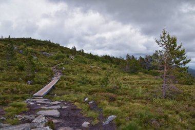 Varden yürüyüş manzarası, Molde dağ ormanlarının fiyort şehri, 2024 yazında okyanus adaları, Norveç Avrupa.