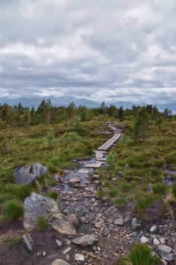 Varden yürüyüş manzarası, Molde dağ ormanlarının fiyort şehri, 2024 yazında okyanus adaları, Norveç Avrupa.