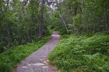 Varden yürüyüş manzarası, Molde dağ ormanlarının fiyort şehri, 2024 yazında okyanus adaları, Norveç Avrupa.