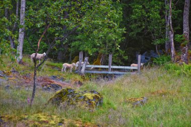 Norveç 2024 'teki Sognefjord Olden' e bakın. Küçük kasaba limanı Olden Norveç fiyortları, Rorbu evleri. Gelin Buzulu 'nun yanında. İskandinavya, Avrupa.