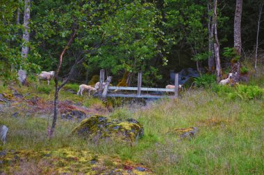 Norveç 2024 'teki Sognefjord Olden' e bakın. Küçük kasaba limanı Olden Norveç fiyortları, Rorbu evleri. Gelin Buzulu 'nun yanında. İskandinavya, Avrupa.