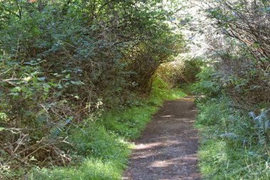 Iceberg Point yürüyüş patikası Lopez Adası 'nın güneybatı ucu, San Juan Adaları, ABD.