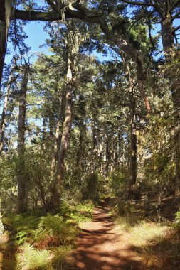 Iceberg Point yürüyüş patikası Lopez Adası 'nın güneybatı ucu, San Juan Adaları, ABD.