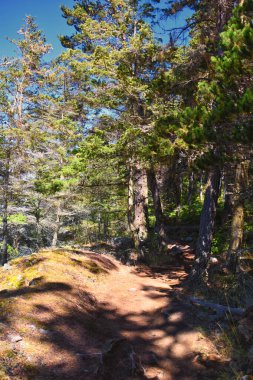 Köpekbalığı Resifi Sığınağı Tahta Yürüyüş Yolu Lopez Adası, San Juan Adaları 2024 yazı, Washington, ABD.