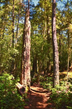 Köpekbalığı Resifi Sığınağı Tahta Yürüyüş Yolu Lopez Adası, San Juan Adaları 2024 yazı, Washington, ABD.