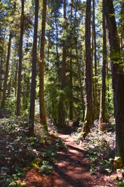 Köpekbalığı Resifi Sığınağı Tahta Yürüyüş Yolu Lopez Adası, San Juan Adaları 2024 yazı, Washington, ABD.
