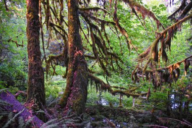 Hall of Mosses and Spruce Nature Trail, Hoh Rainforest, Olympic National Park, Washington, United States, America. clipart