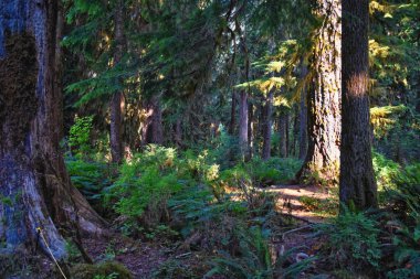 Hall of Mosses and Spruce Nature Trail, Hoh Rainforest, Olympic National Park, Washington, United States, America. clipart