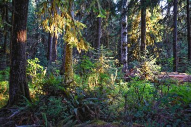 Yosun ve Spruce Doğa Yolları Salonu, Hoh Yağmur Ormanları, Olimpiyat Ulusal Parkı, Washington, ABD, Amerika.