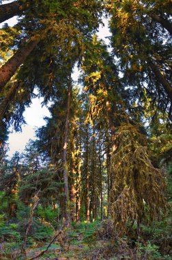 Hall of Mosses and Spruce Nature Trail, Hoh Rainforest, Olympic National Park, Washington, United States, America. clipart