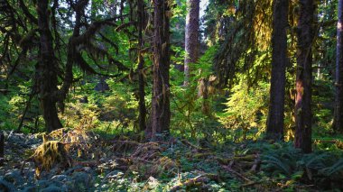Yosun ve Spruce Doğa Yolları Salonu, Hoh Yağmur Ormanları, Olimpiyat Ulusal Parkı, Washington, ABD, Amerika.