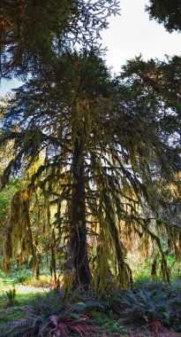 Hall of Mosses and Spruce Nature Trail, Hoh Rainforest, Olympic National Park, Washington, United States, America. clipart