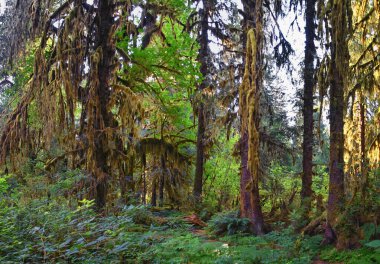 Yosun ve Spruce Doğa Yolları Salonu, Hoh Yağmur Ormanları, Olimpiyat Ulusal Parkı, Washington, ABD, Amerika.