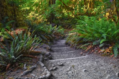 Yosun ve Spruce Doğa Yolları Salonu, Hoh Yağmur Ormanları, Olimpiyat Ulusal Parkı, Washington, ABD, Amerika.