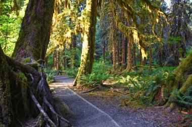 Yosun ve Spruce Doğa Yolları Salonu, Hoh Yağmur Ormanları, Olimpiyat Ulusal Parkı, Washington, ABD, Amerika.