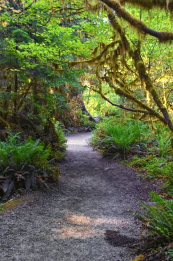 Yosun ve Spruce Doğa Yolları Salonu, Hoh Yağmur Ormanları, Olimpiyat Ulusal Parkı, Washington, ABD, Amerika.