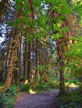 Yosun ve Spruce Doğa Yolları Salonu, Hoh Yağmur Ormanları, Olimpiyat Ulusal Parkı, Washington, ABD, Amerika.
