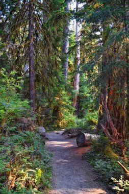 Hall of Mosses and Spruce Nature Trail, Hoh Rainforest, Olympic National Park, Washington, United States, America. clipart