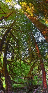 Yosun ve Spruce Doğa Yolları Salonu, Hoh Yağmur Ormanları, Olimpiyat Ulusal Parkı, Washington, ABD, Amerika.