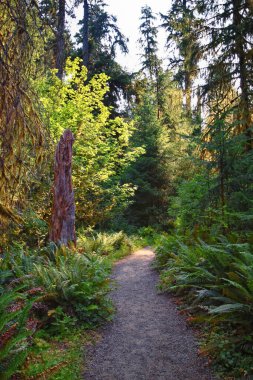 Yosun ve Spruce Doğa Yolları Salonu, Hoh Yağmur Ormanları, Olimpiyat Ulusal Parkı, Washington, ABD, Amerika.