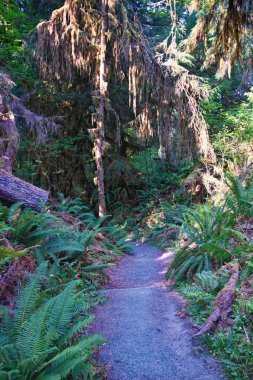 Hall of Mosses and Spruce Nature Trail, Hoh Rainforest, Olympic National Park, Washington, United States, America. clipart