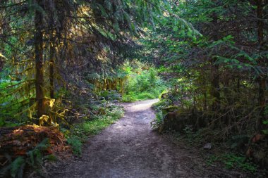 Yosun ve Spruce Doğa Yolları Salonu, Hoh Yağmur Ormanları, Olimpiyat Ulusal Parkı, Washington, ABD, Amerika.