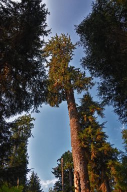 Hall of Mosses and Spruce Nature Trail, Hoh Rainforest, Olympic National Park, Washington, United States, America. clipart