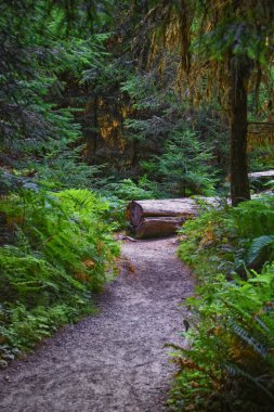 Yosun ve Spruce Doğa Yolları Salonu, Hoh Yağmur Ormanları, Olimpiyat Ulusal Parkı, Washington, ABD, Amerika.