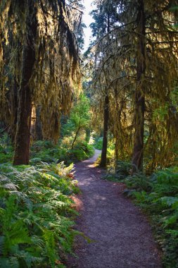Yosun ve Spruce Doğa Yolları Salonu, Hoh Yağmur Ormanları, Olimpiyat Ulusal Parkı, Washington, ABD, Amerika.