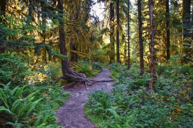 Yosun ve Spruce Doğa Yolları Salonu, Hoh Yağmur Ormanları, Olimpiyat Ulusal Parkı, Washington, ABD, Amerika.