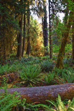 Hall of Mosses and Spruce Nature Trail, Hoh Rainforest, Olympic National Park, Washington, United States, America. clipart