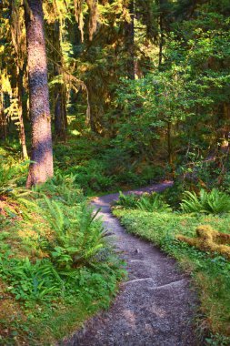 Yosun ve Spruce Doğa Yolları Salonu, Hoh Yağmur Ormanları, Olimpiyat Ulusal Parkı, Washington, ABD, Amerika.