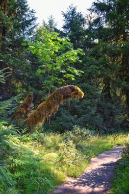 Hall of Mosses and Spruce Nature Trail, Hoh Rainforest, Olympic National Park, Washington, United States, America. clipart