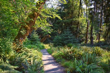 Hall of Mosses and Spruce Nature Trail, Hoh Rainforest, Olympic National Park, Washington, United States, America. clipart