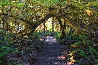 Yosun ve Spruce Doğa Yolları Salonu, Hoh Yağmur Ormanları, Olimpiyat Ulusal Parkı, Washington, ABD, Amerika.