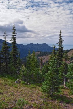 Ridge Kasırgası Olimpiyat Ulusal Parkı Port Angeles Washington ABD 'nin yürüyüş parklarından görülüyor.