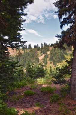 Ridge Kasırgası Olimpiyat Ulusal Parkı Port Angeles Washington ABD 'nin yürüyüş parklarından görülüyor.