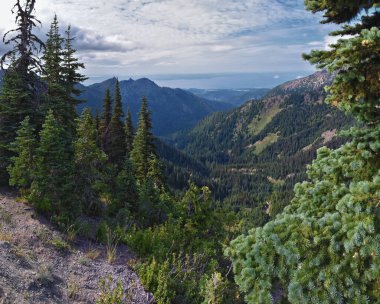 Ridge Kasırgası Olimpiyat Ulusal Parkı Port Angeles Washington ABD 'nin yürüyüş parklarından görülüyor.
