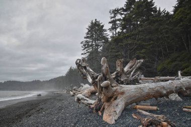 Rialto Sahili plajı ve okyanus adası alacakaranlıkta Olympic National Park, Washington State, ABD 'de görülüyor.. 