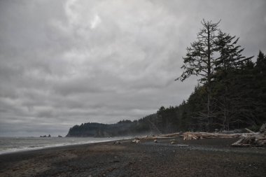 Rialto Sahili plajı ve okyanus adası alacakaranlıkta Olympic National Park, Washington State, ABD 'de görülüyor.. 