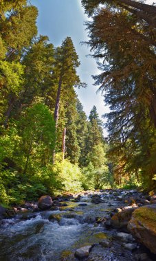 Sol Duc Falls Soleduck waterfall view in summer 2024 Olympic National Park, Washington, United States clipart